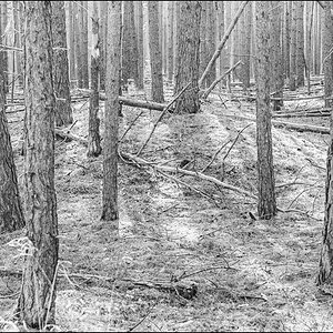 Kiefernwald (1 von 1).jpg