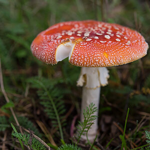 Fliegenpilz mit Riß (1 von 1).jpg
