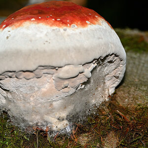 Z50_9397.JPG