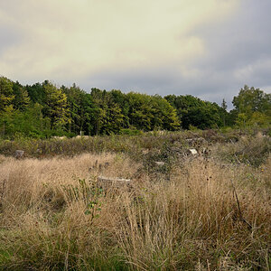 Z50_9599.JPG