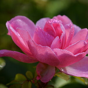 rose_1202.jpg