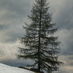 Lärche auf der Tauplitzalm, Steiermark