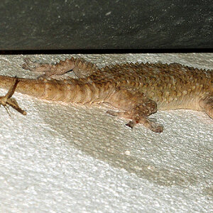 Besuch.am.Abend.ff.jpg
