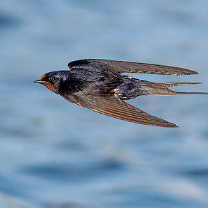 D50_8144_Rauchi dichter Vorbeiflug_IA_8_2022.jpg