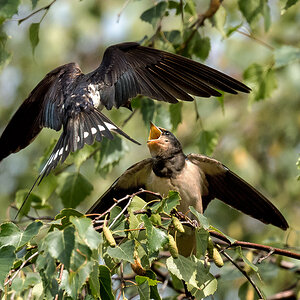 D50_8906_Endlich was zu Futtern_IA_8_2022.jpg