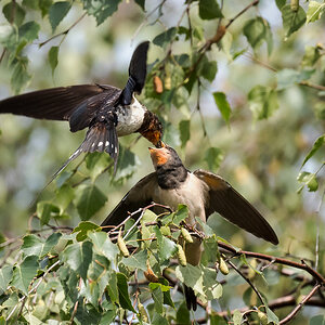 D50_8907_Rauchi Mama bei Fütterung_IA_8_2022.jpg