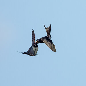 D50_9748_Futterübergabe im Flug_IA_9_2022.jpg