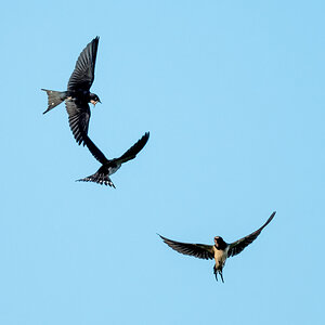 D50_9792_2  Jungvögel betteln um Futter_IA_9_2022.jpg