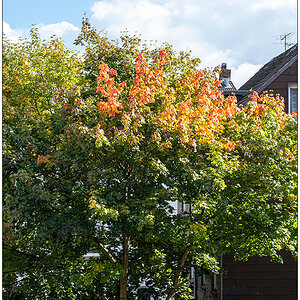 438 Herbstliche Stimmung im Hinterhof