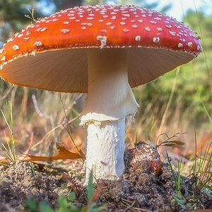 Fliegenpilz (1 von 1).jpg