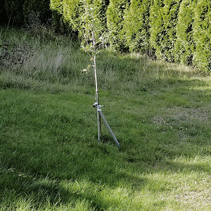 _A111375KAxl.jpg