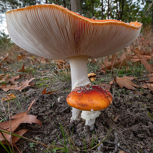 Fliegenpilz 1.jpg