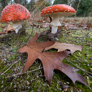 Fliegenpilze im Herbst.jpg