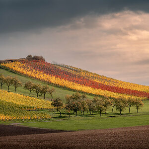 Vineyard in Fall