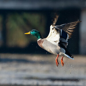 Ente.jpg