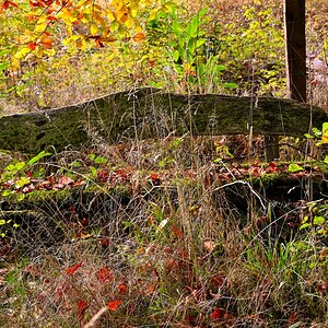 Z50_9654.JPG