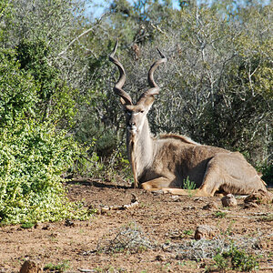 Kudu Antilope Südafrika.jpg