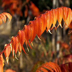 OF2_60261.jpg