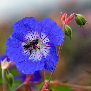 Blaue Blume und Biene.jpg
