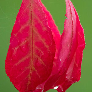 Rotes Blatt Tropfen.jpg
