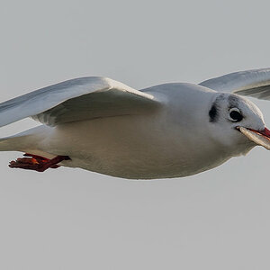Möwe.jpg