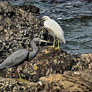 comp_2WaterBirds-lumi2.jpg