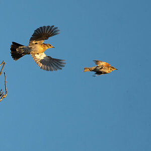 Drossel Abflug.jpg