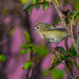 NZ9_3022_Wintergodhähnchen III_Helgoland_IA_10_2022.jpg