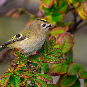 NZ9_3107_Wintergoldhähnchen_Helgoland_IA_10_2022.jpg
