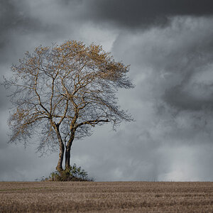 Baum bei Dichtelbach