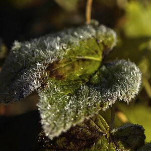 Erster Frost