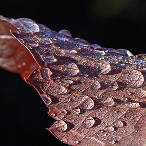 OF2_60406.jpg