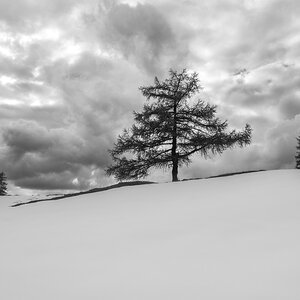 Bäume im Schnee
