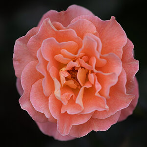 Z7H_2253.jpg