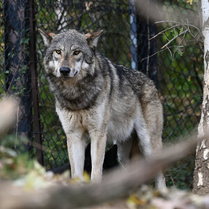 Timberwolf