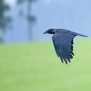 Krähe im Flug.jpg