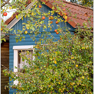 490 Schrebergarten – Apfelbaum mit Gartenhütte