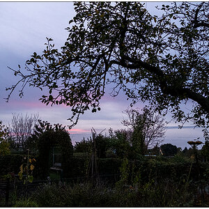 492 Schrebergarten – Apfelbaum mit Sonnenuntergang