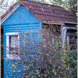 493 Schrebergarten – Zierquitte und blaue Hütte I