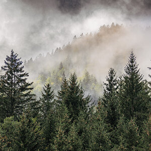 Herbstwald