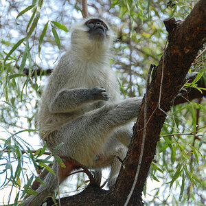 Meerkatze Südafrika.jpg