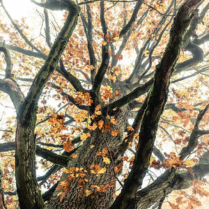 Autumn Tree