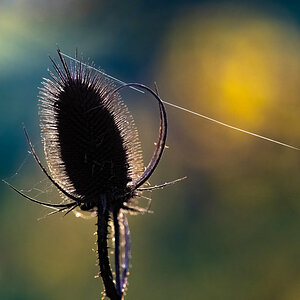 Distel Herbst.jpg