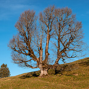 baum-ahorn.jpg