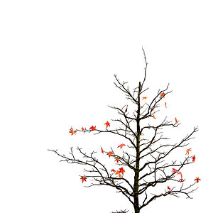 Straßenbaum im November