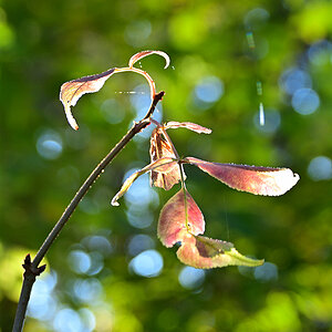 DSC_10751.jpg