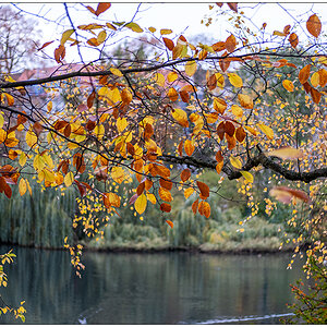 497 Herbst im Schrevenpark
