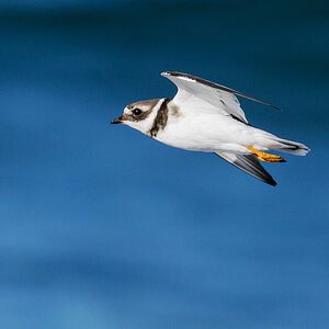 NZ9_2870_Sandregenpfeifer_Helgoland_IA_10_2022.jpg
