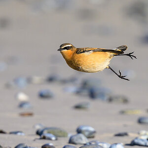 NZ9_2642_Steinschmätzer_Helgoland_IA_10_2022.jpg
