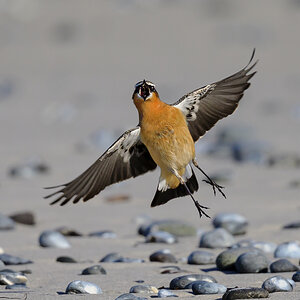 NZ9_2640_Steinschmätzer hat Fliege im Schnabel_Helgoland_IA_10_20222.jpg